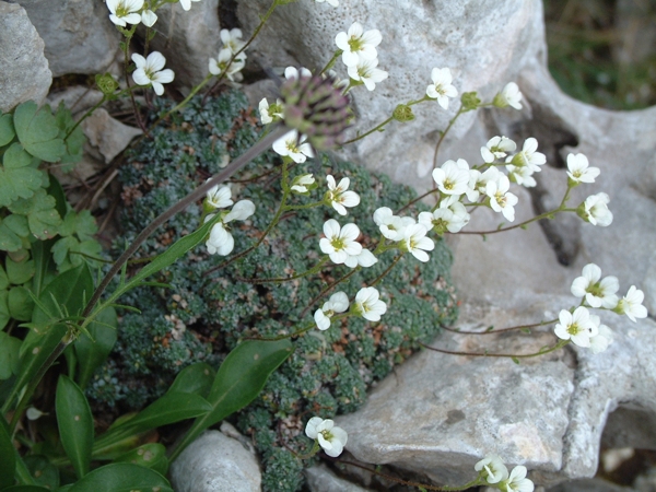 Saxifraga caesia / Sassifraga verde mare